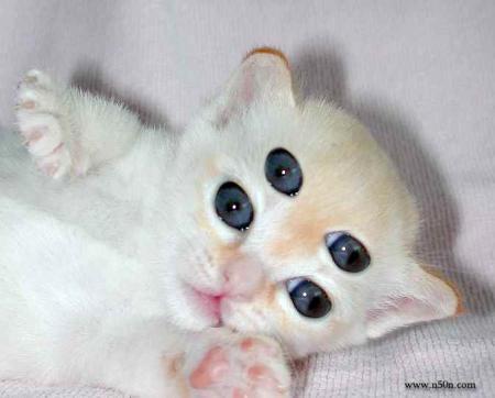 chat